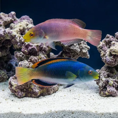 Scott's Fairy Wrasse