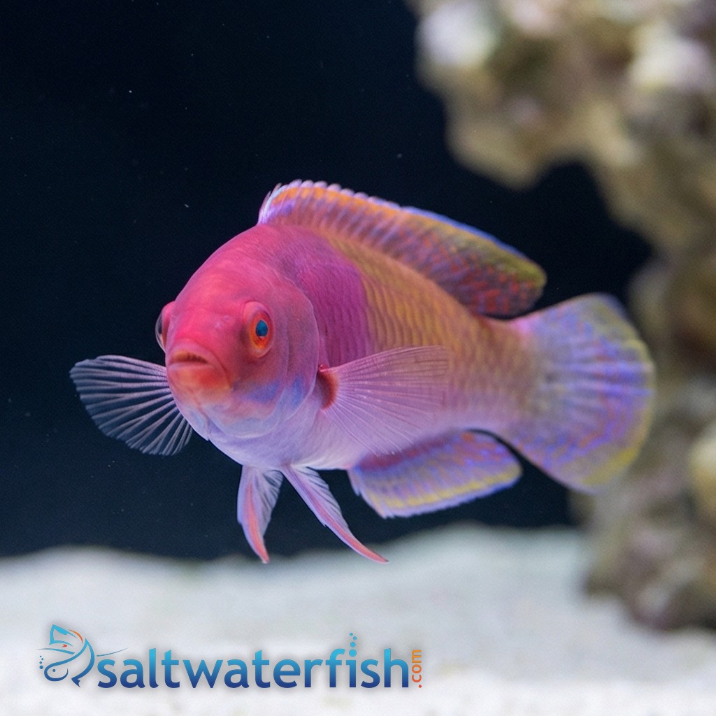 Ruby Head Fairy Wrasse
