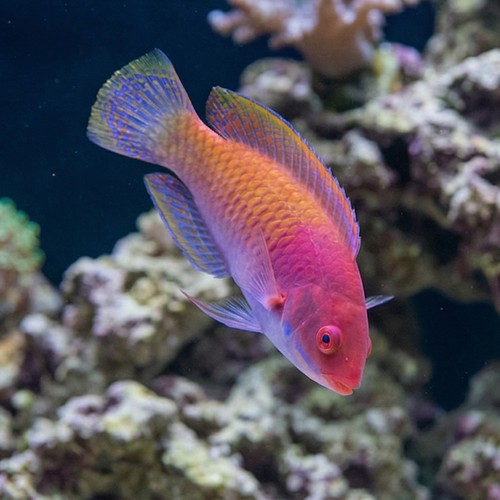Ruby Head Fairy Wrasse