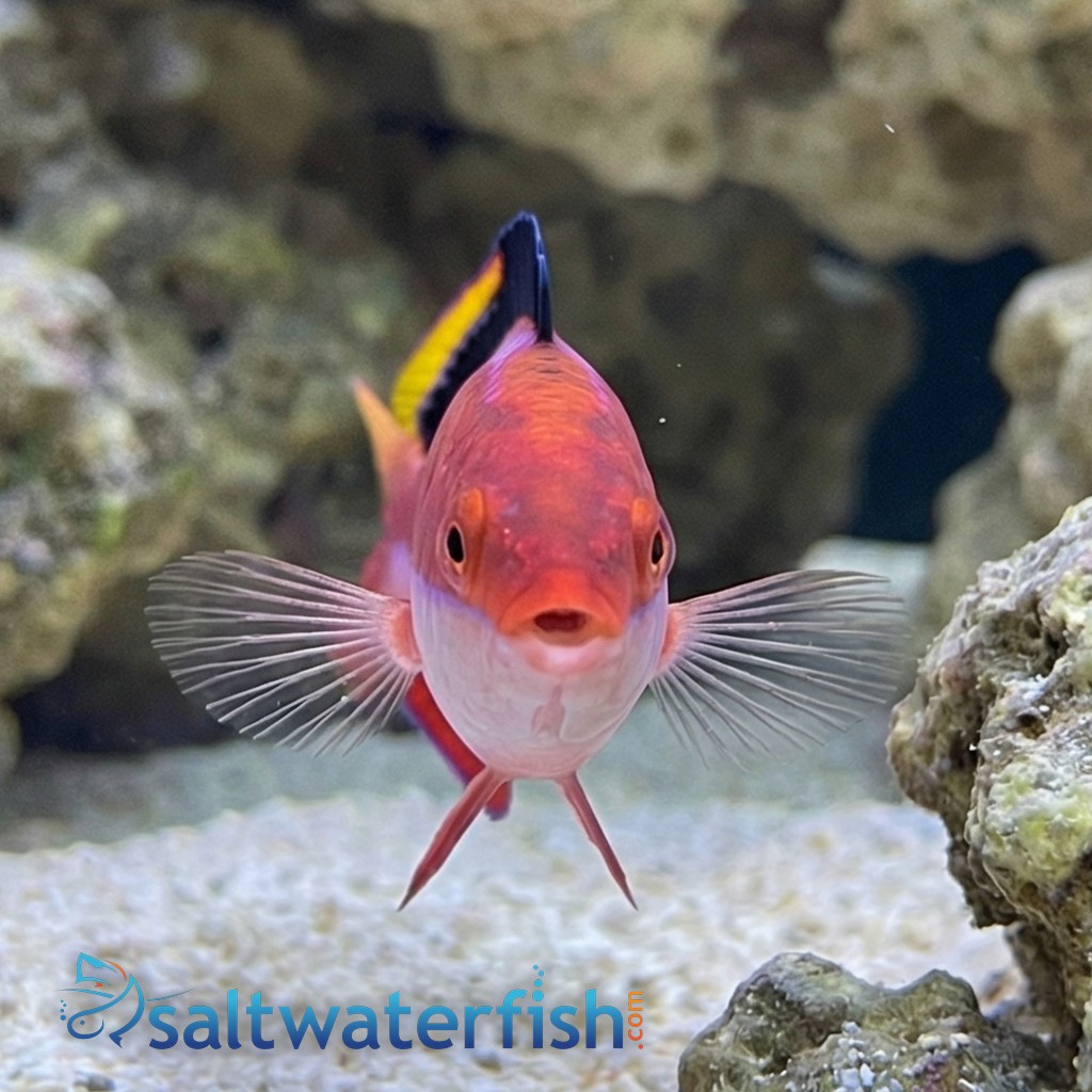 Conde's Fairy Wrasse