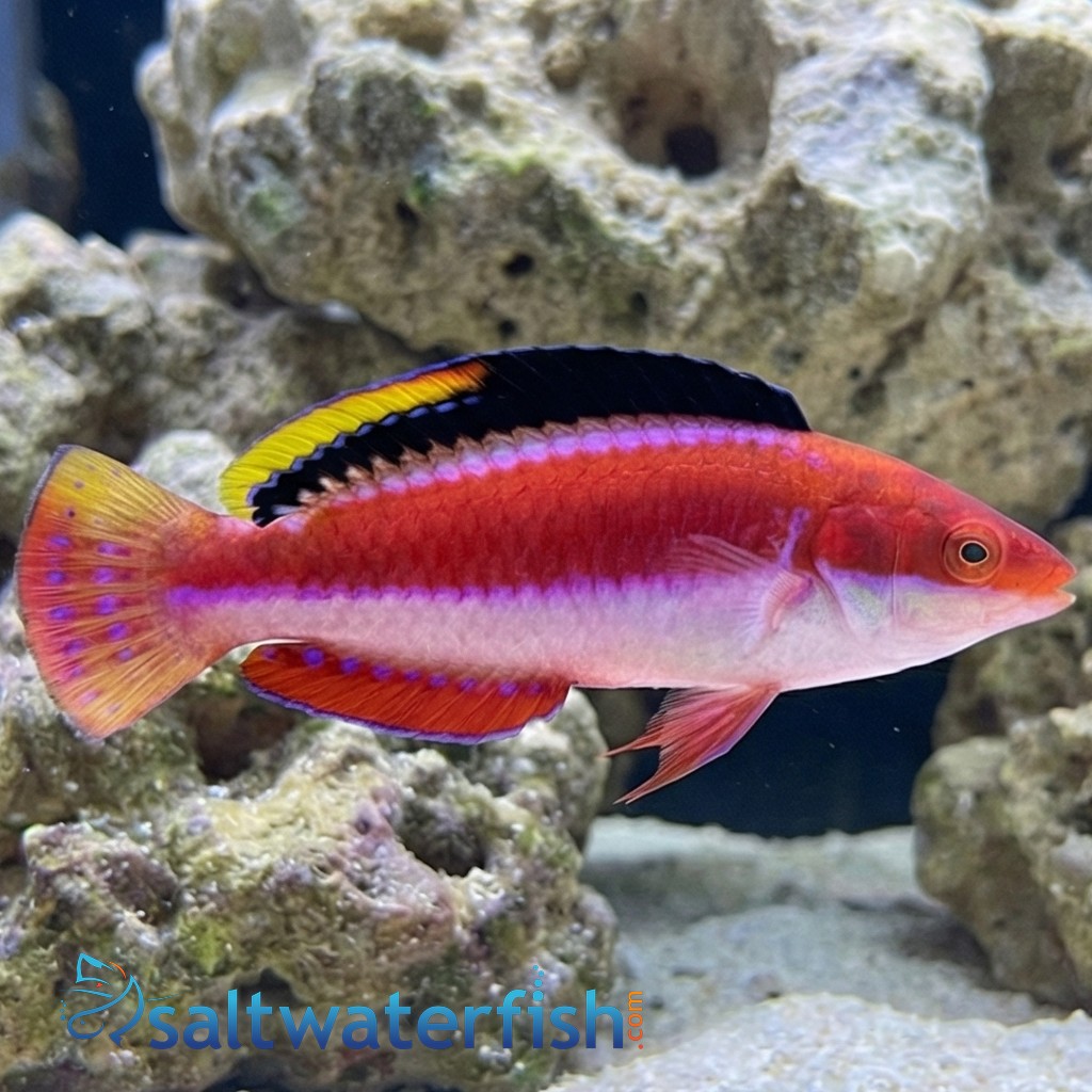 Conde's Fairy Wrasse