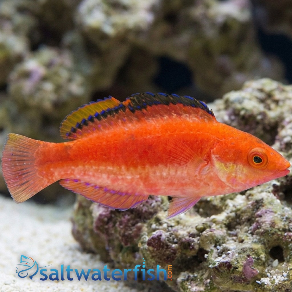 Conde's Fairy Wrasse