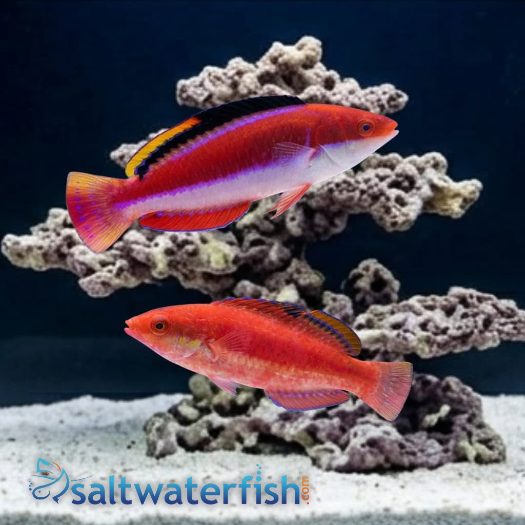 Conde's Fairy Wrasse