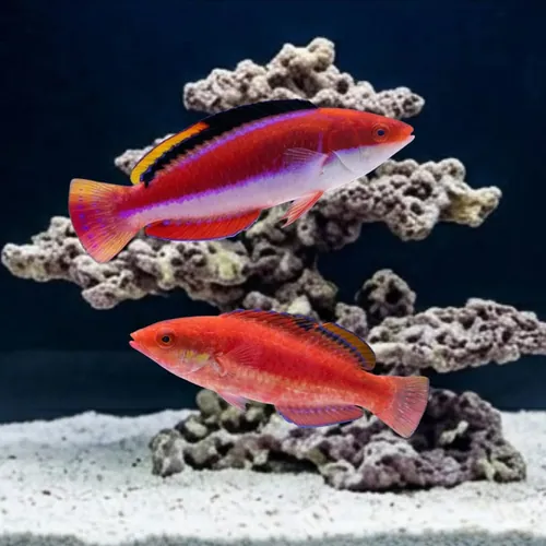Conde's Fairy Wrasse