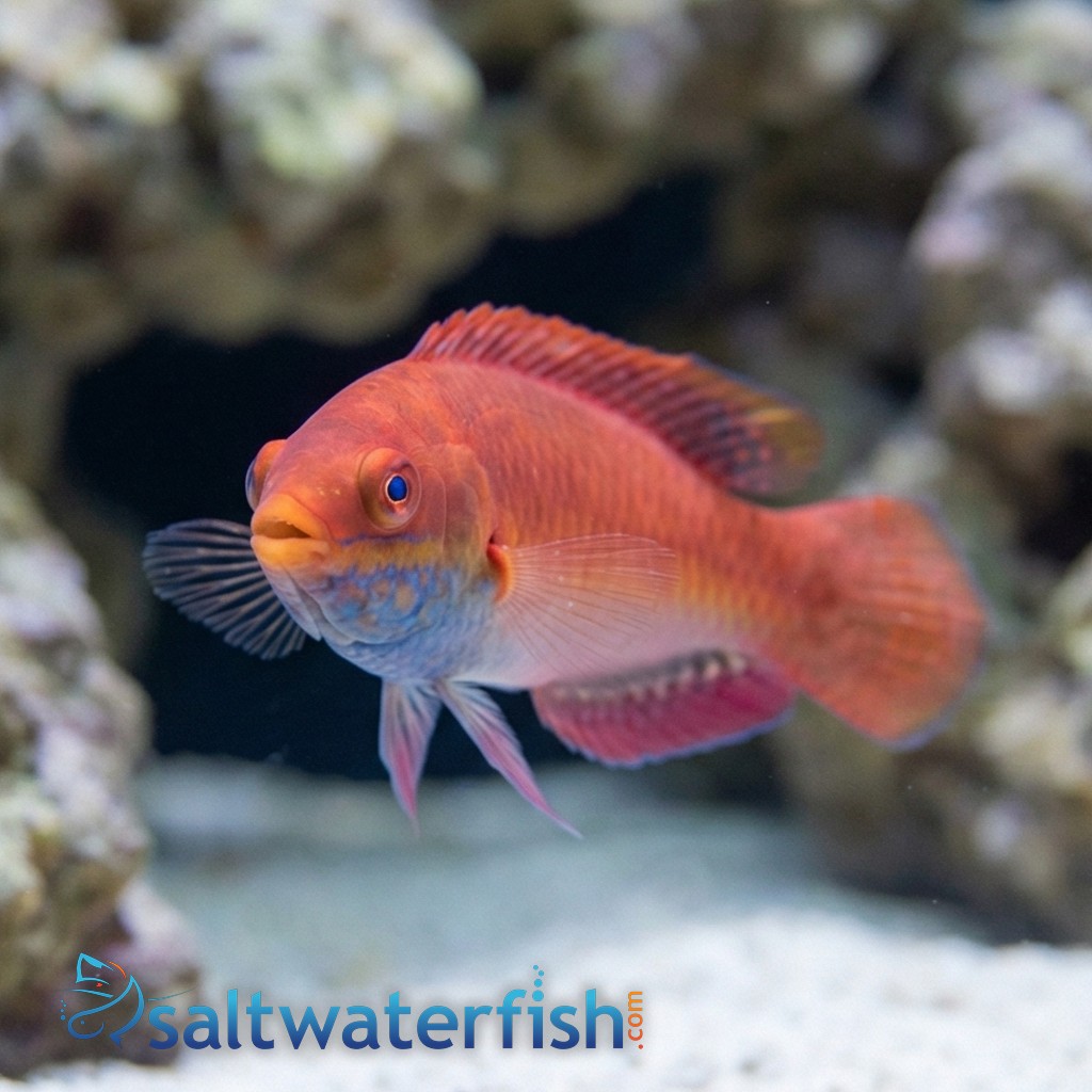 Blue Throat Sailfin Fairy Wrasse