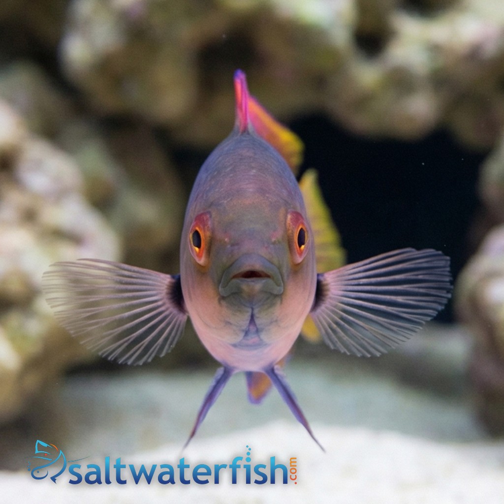 Blue Sided Fairy Wrasse