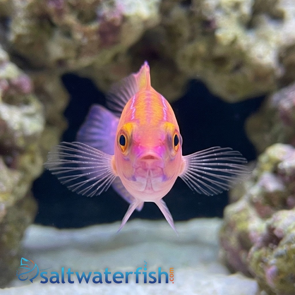 Earles Fairy Wrasse Male