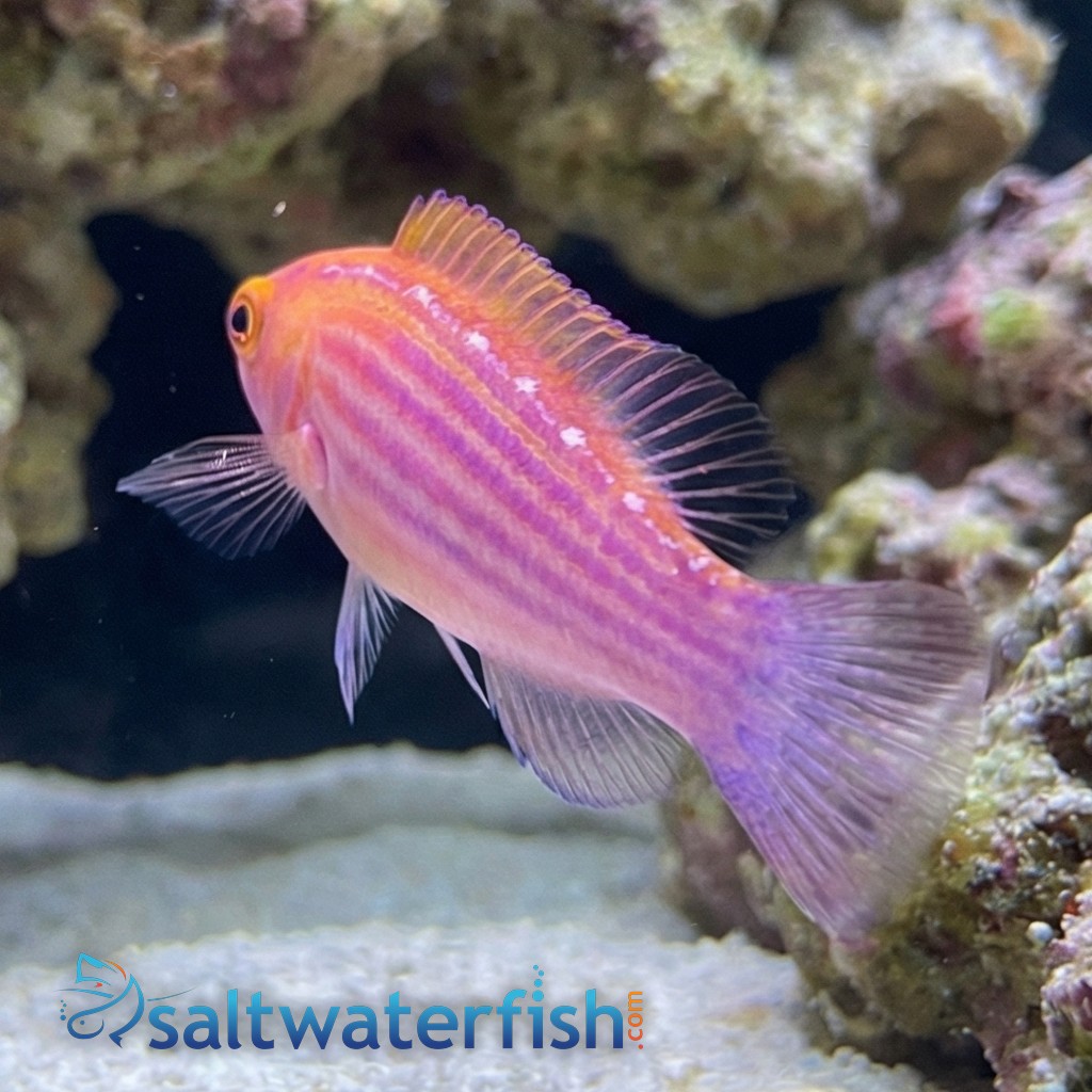 Earles Fairy Wrasse Male