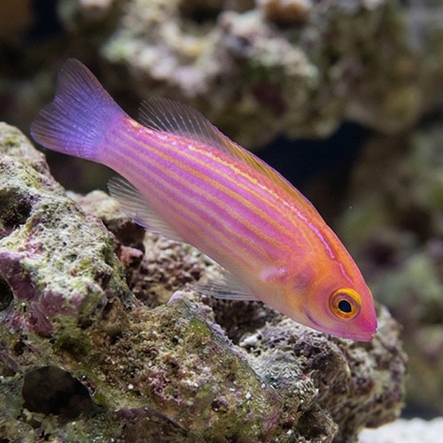 Earles Fairy Wrasse Male