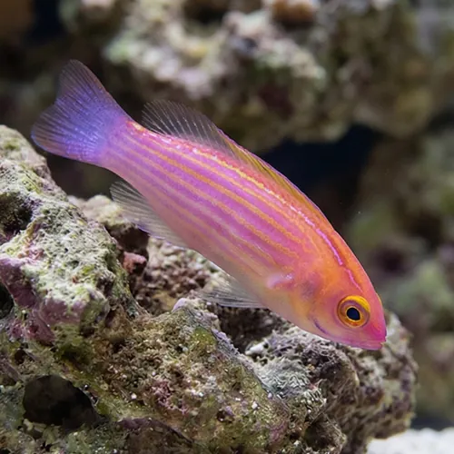 Earles Fairy Wrasse Male