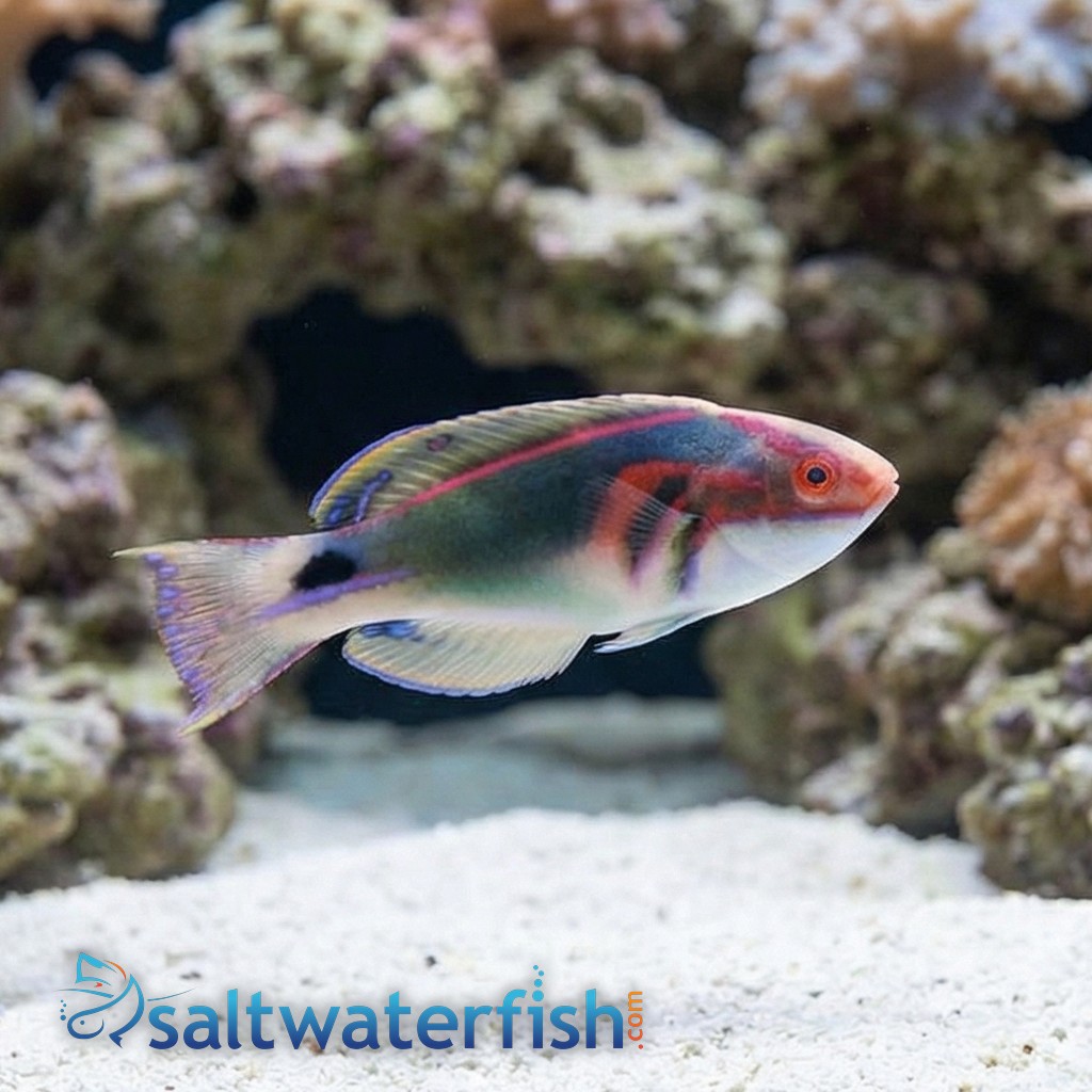 Exquisite Fairy Wrasse