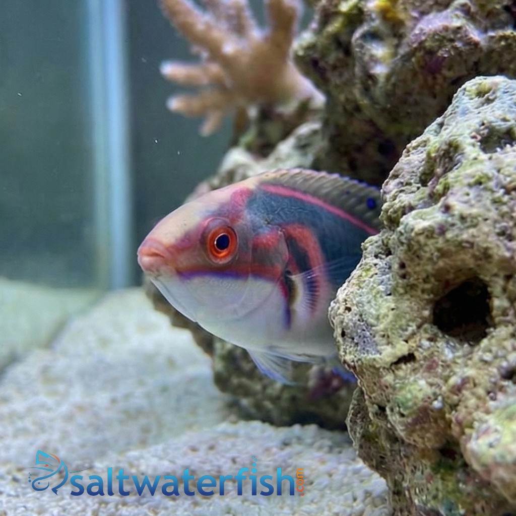 Exquisite Fairy Wrasse: MAC Certified