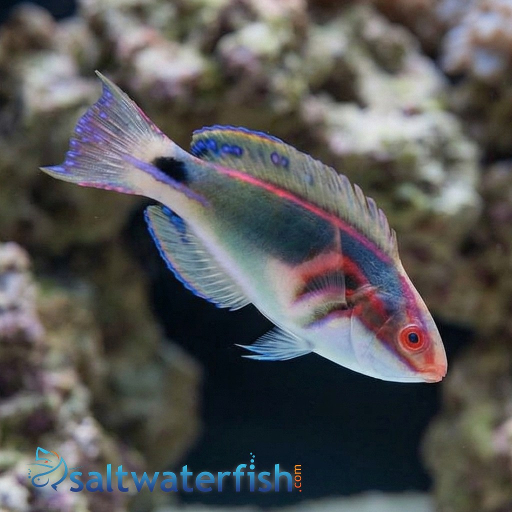 Exquisite Fairy Wrasse: MAC Certified