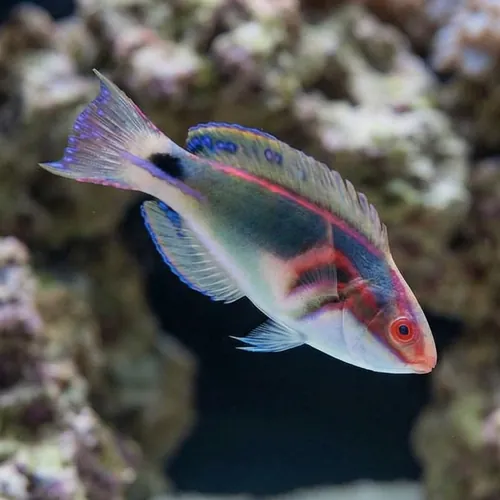 Exquisite Fairy Wrasse: MAC Certified