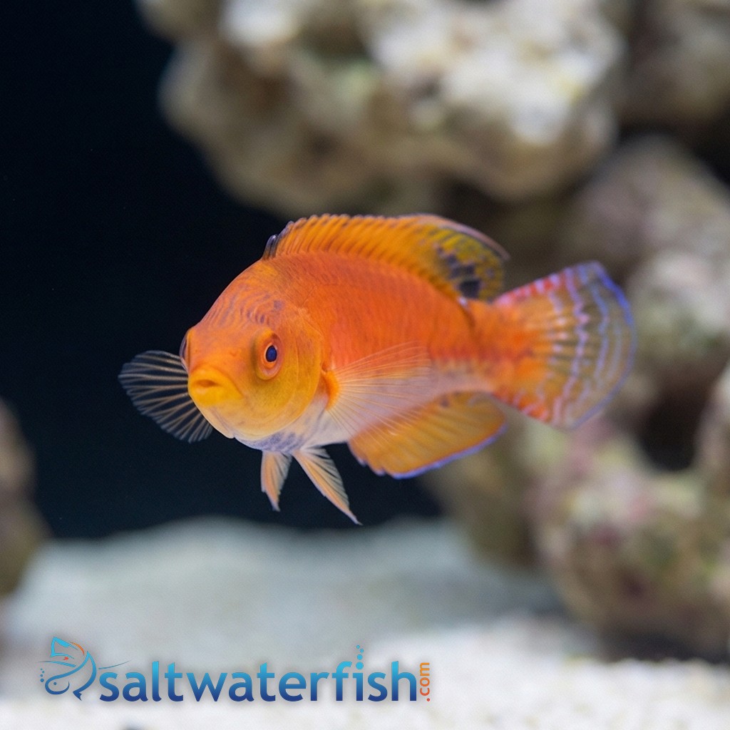 Whipfin Fairy Wrasse