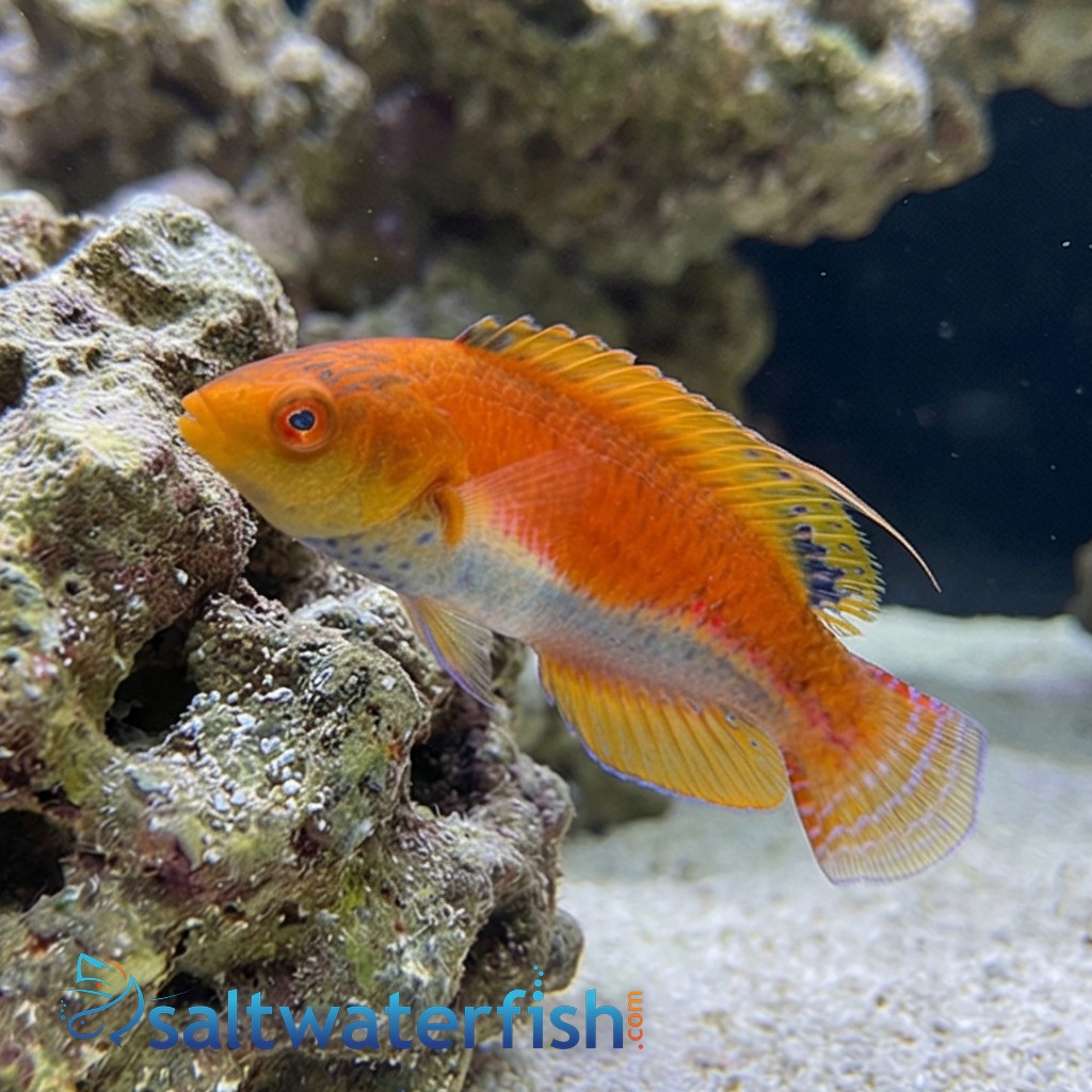 Whipfin Fairy Wrasse