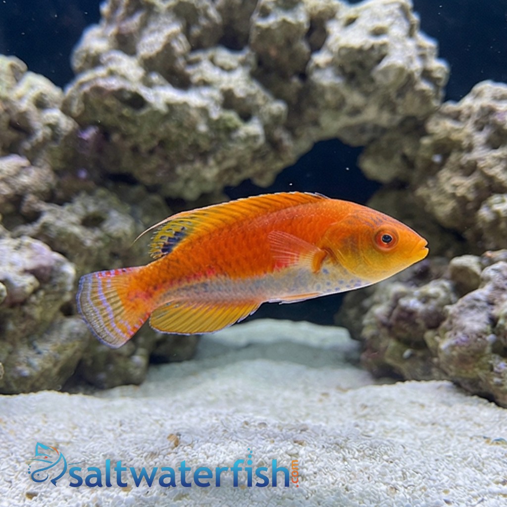 Whipfin Fairy Wrasse