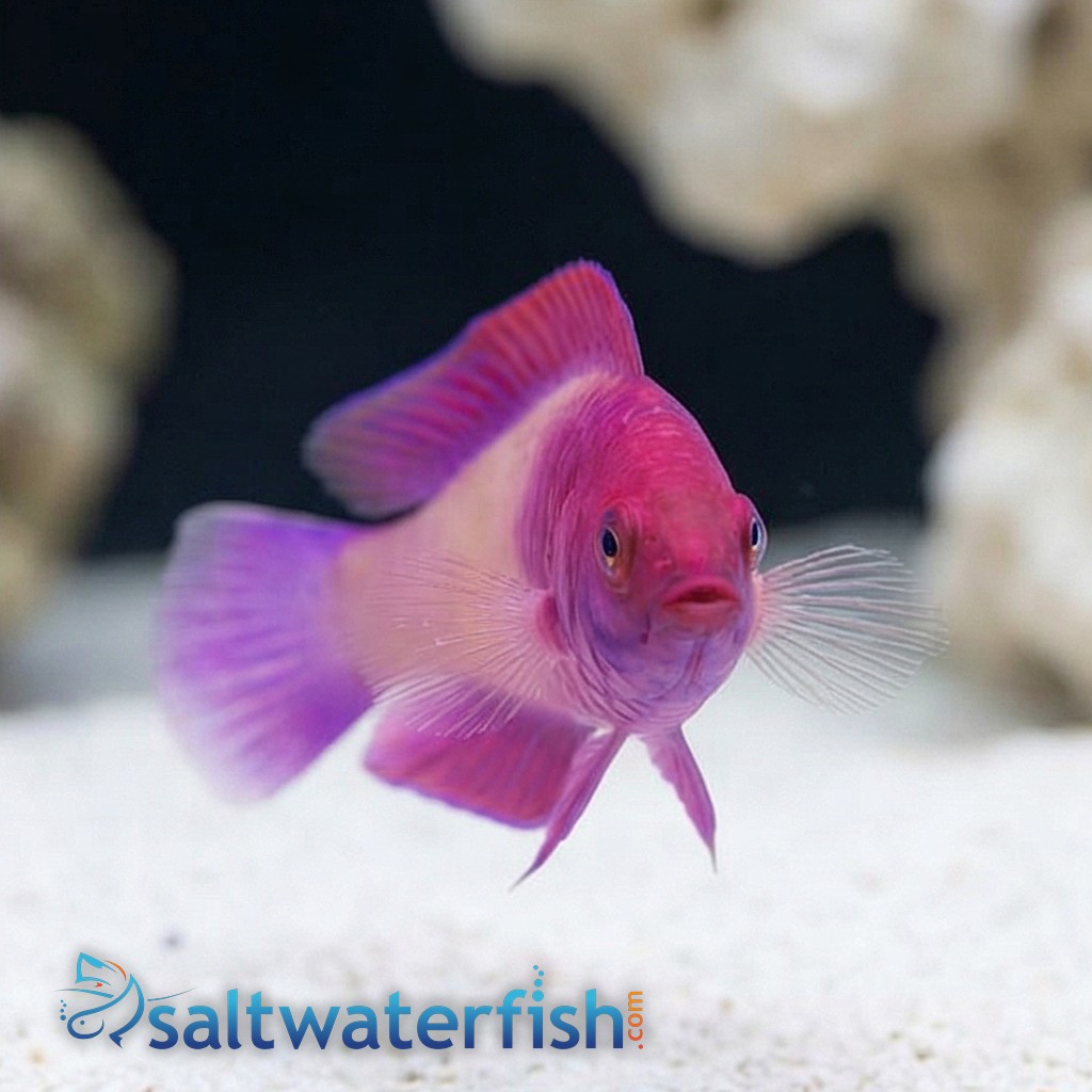 Rosy Scales Fairy Wrasse