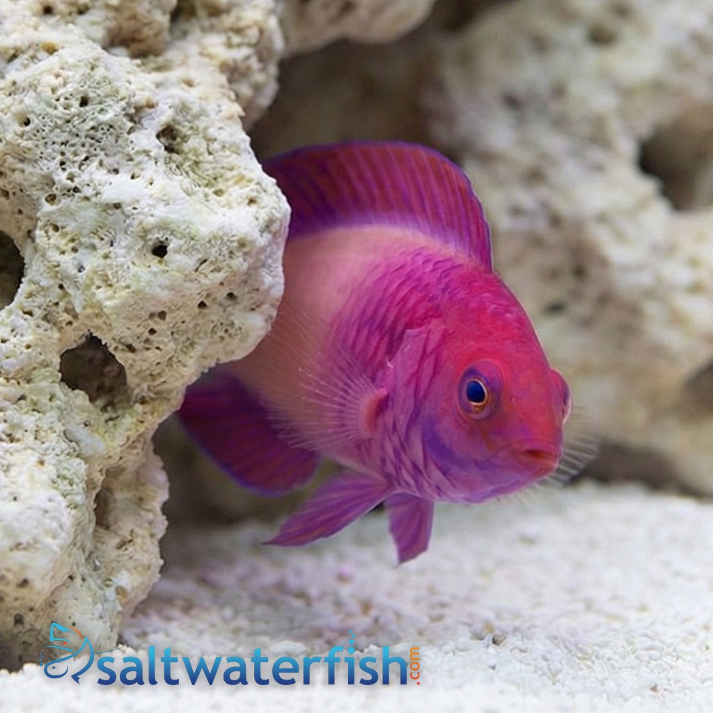 Rosy Scales Fairy Wrasse