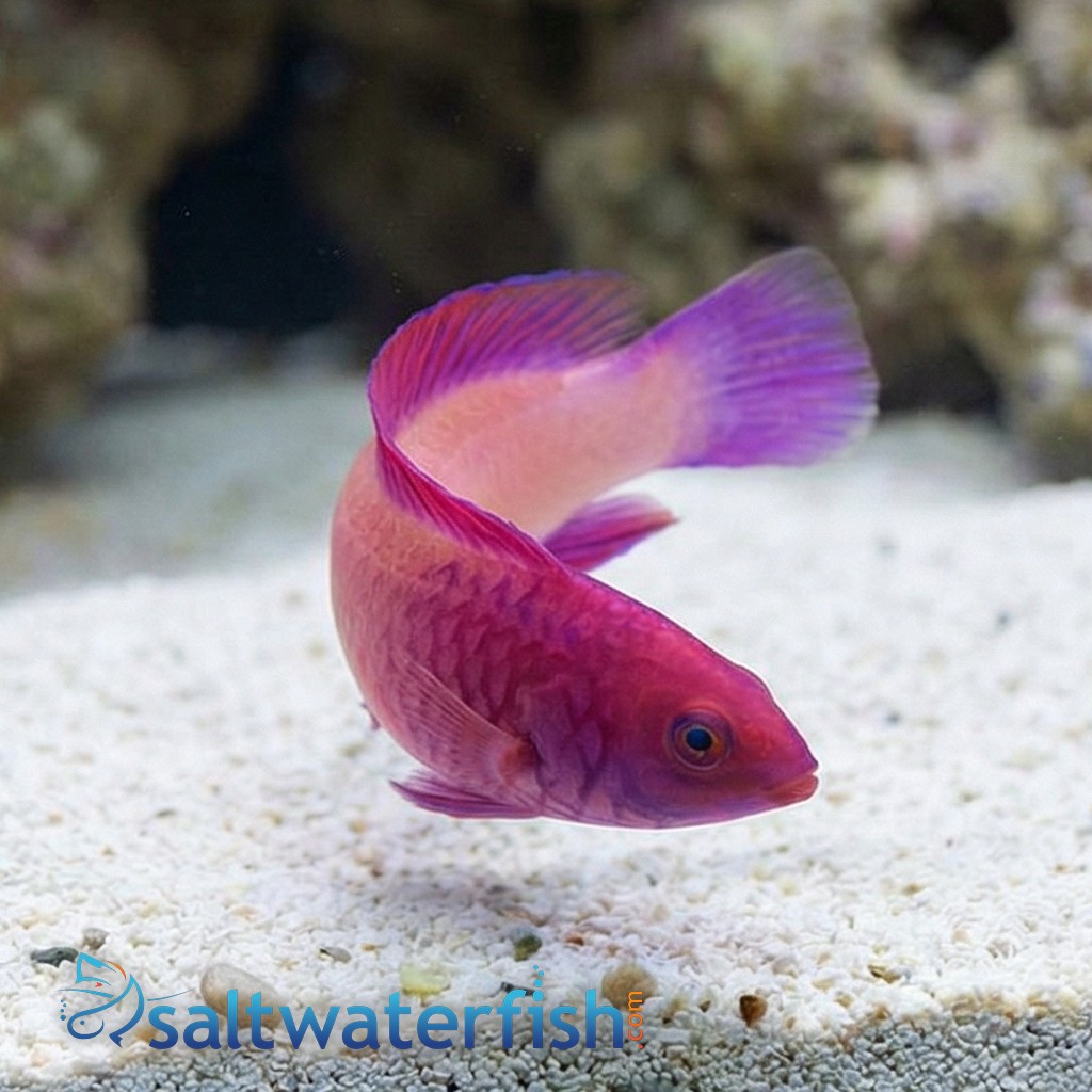 Rosy Scales Fairy Wrasse