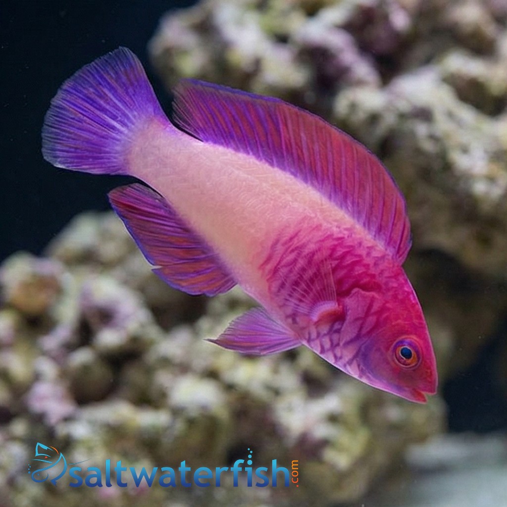 Rosy Scales Fairy Wrasse