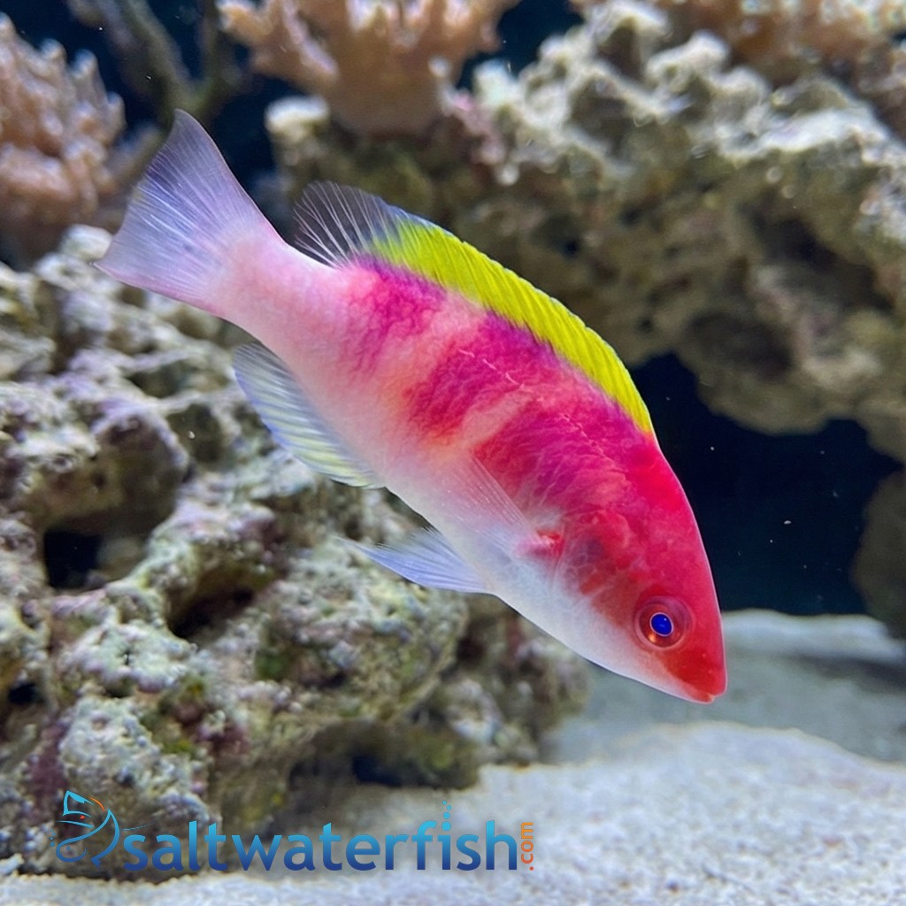 Yellow Fin Fairy Wrasse