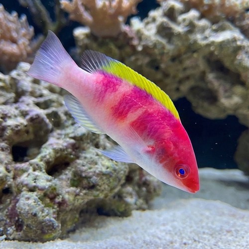 Yellow Fin Fairy Wrasse