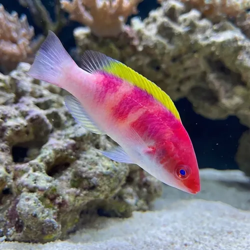 Yellow Fin Fairy Wrasse