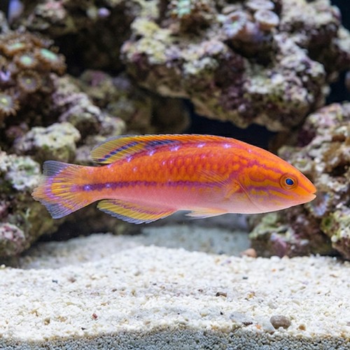 Splendid Pintail Fairy Wrasse
