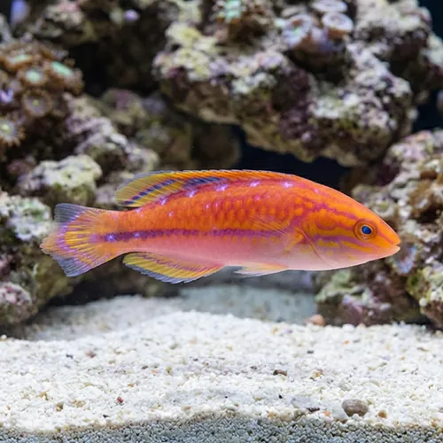 Splendid Pintail Fairy Wrasse