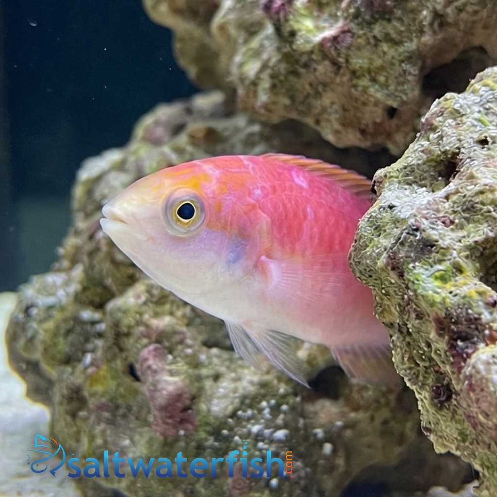 Johnsons Fairy Wrasse