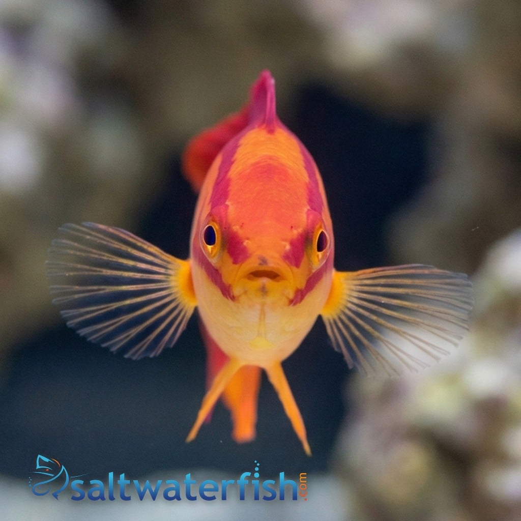 Flame Wrasse