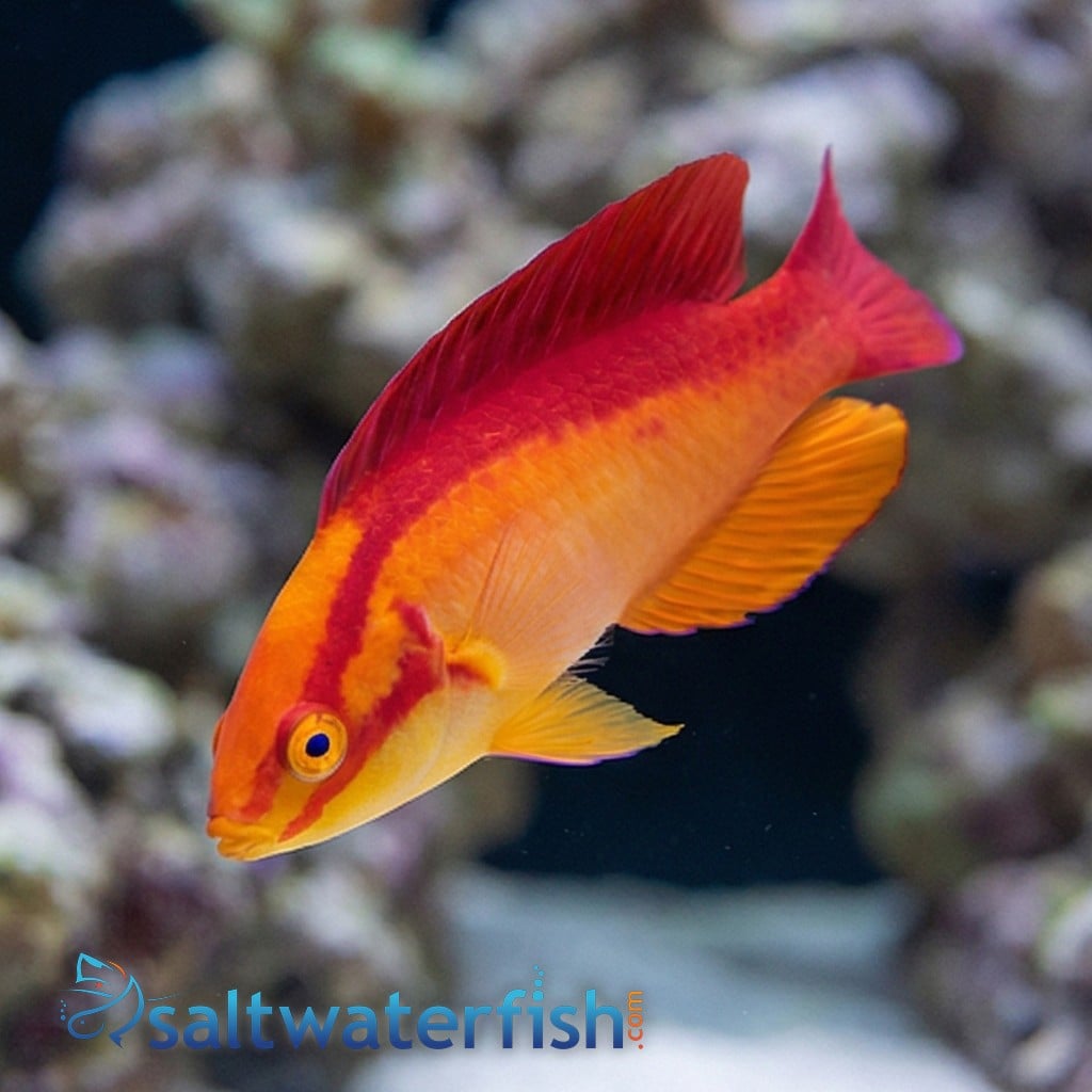 Flame Wrasse