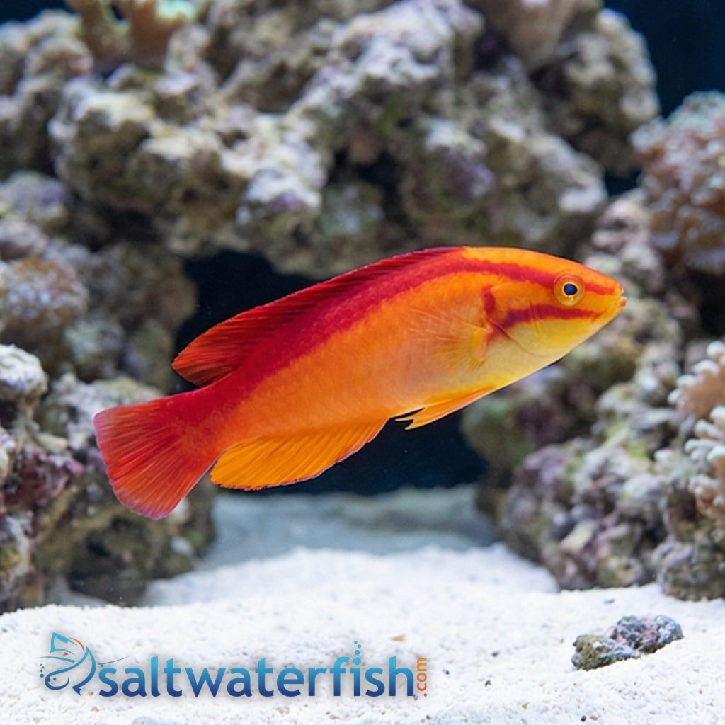 Flame Wrasse