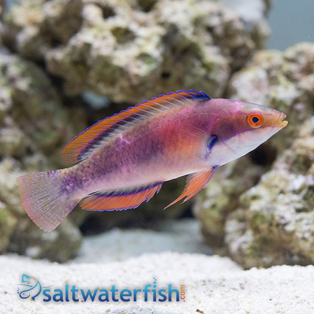 Katherine's Fairy Wrasse