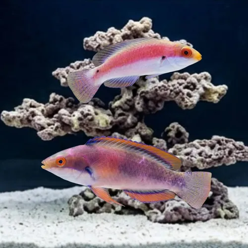 Katherine's Fairy Wrasse