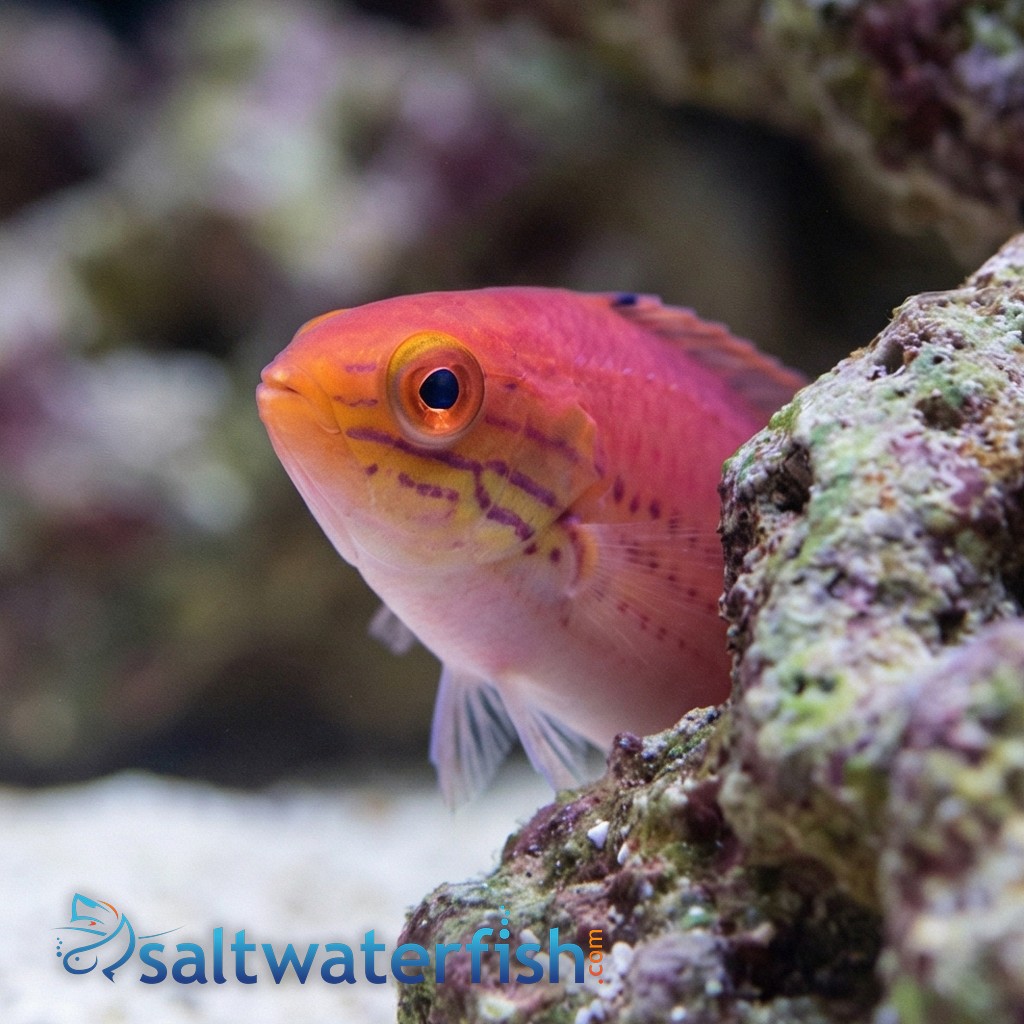 Kato's Fairy Wrasse