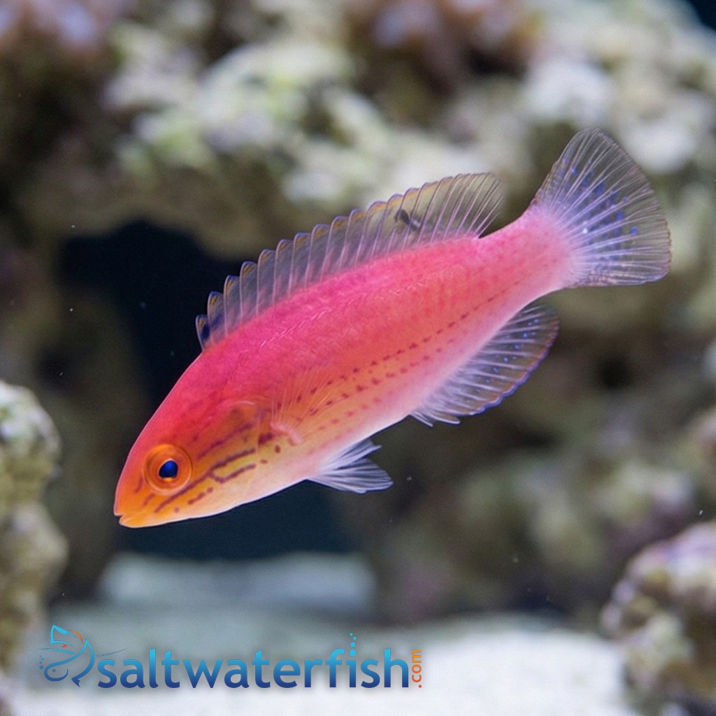 Kato's Fairy Wrasse