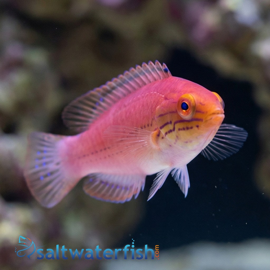 Kato's Fairy Wrasse