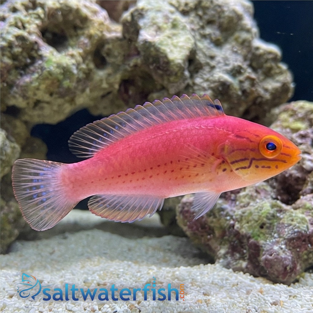 Kato's Fairy Wrasse