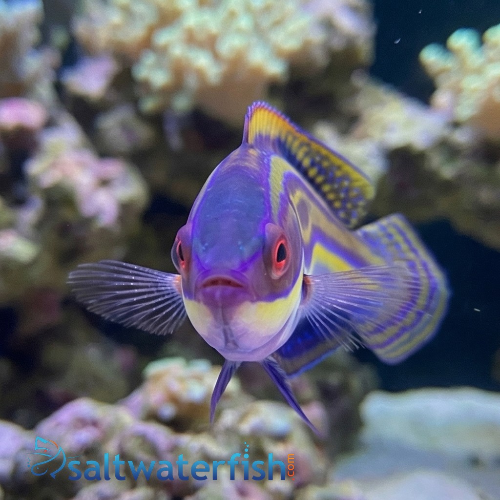 Labout's Fairy Wrasse - Melanesia