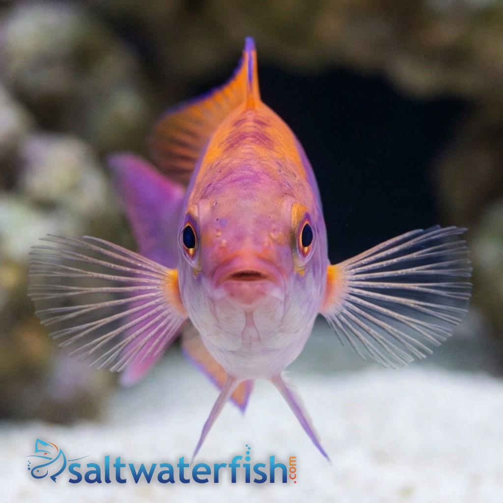 Tricolor Fairy Wrasse