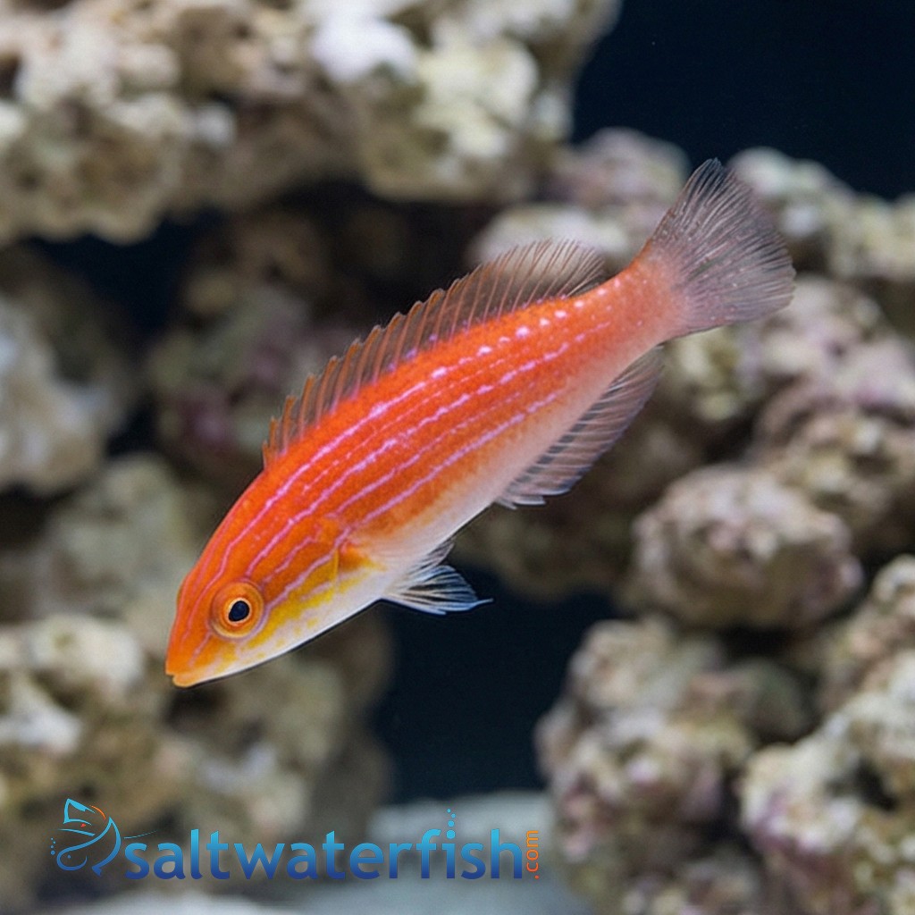 Crescent Tail Fairy Wrasse - Eastern Asia
