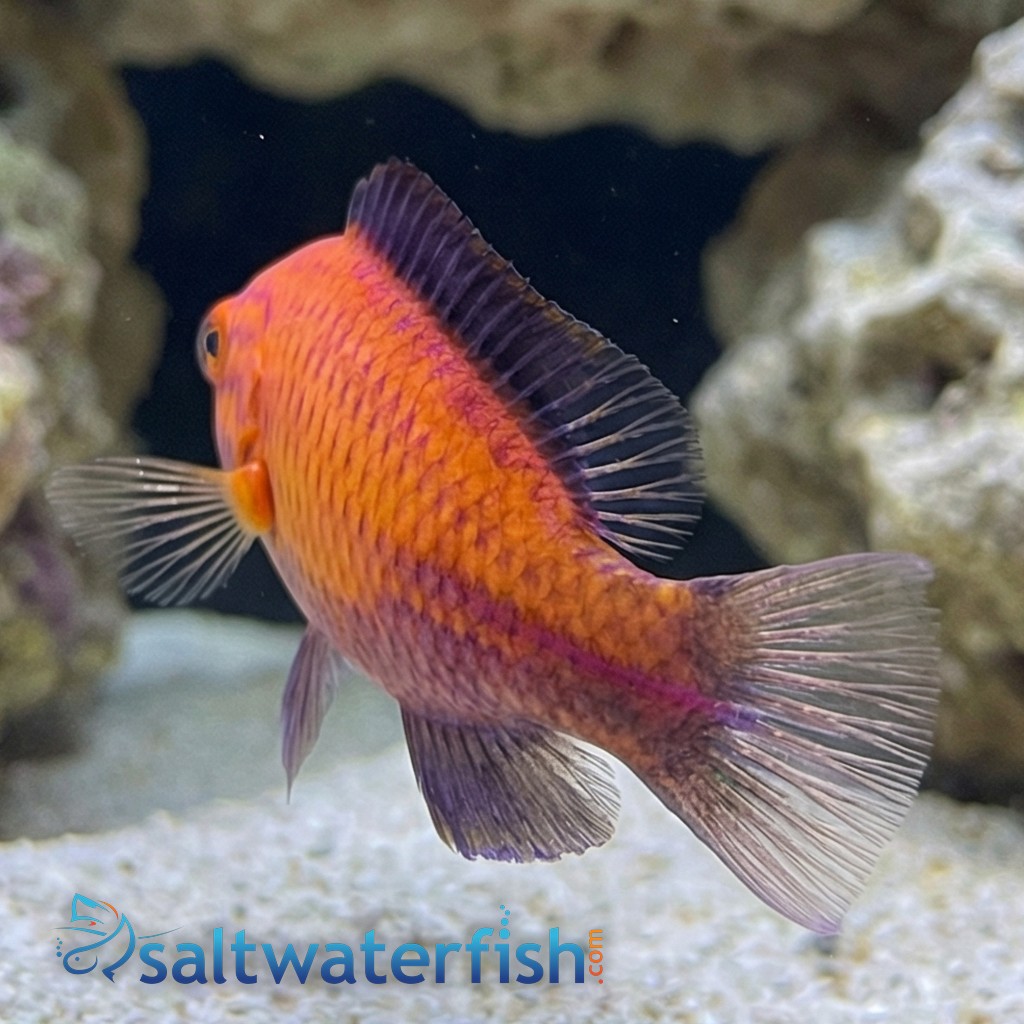Crescent Tail Fairy Wrasse - Eastern Asia