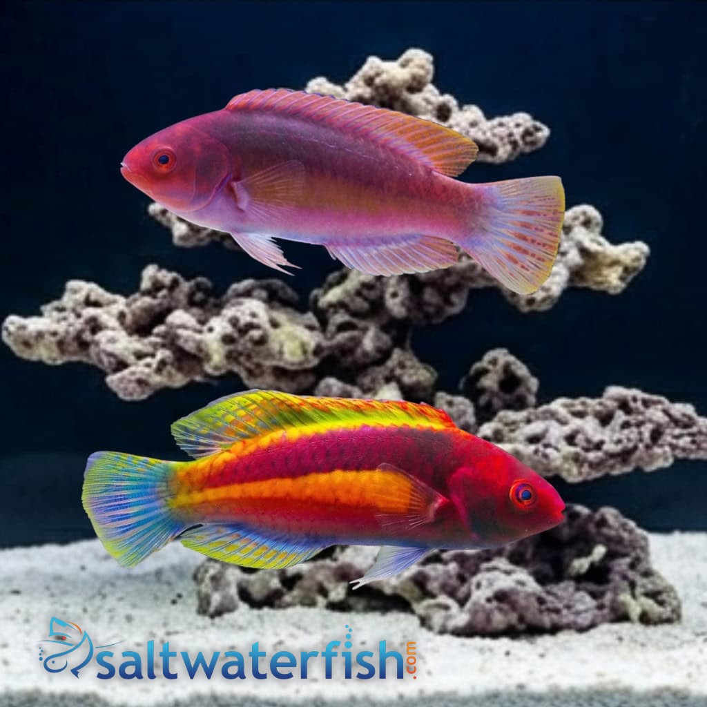 Velvet Fairy Wrasse