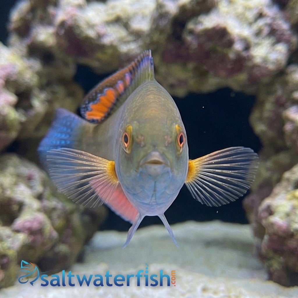Blackfin Fairy Wrasse