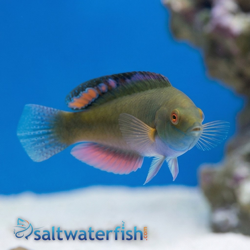 Blackfin Fairy Wrasse