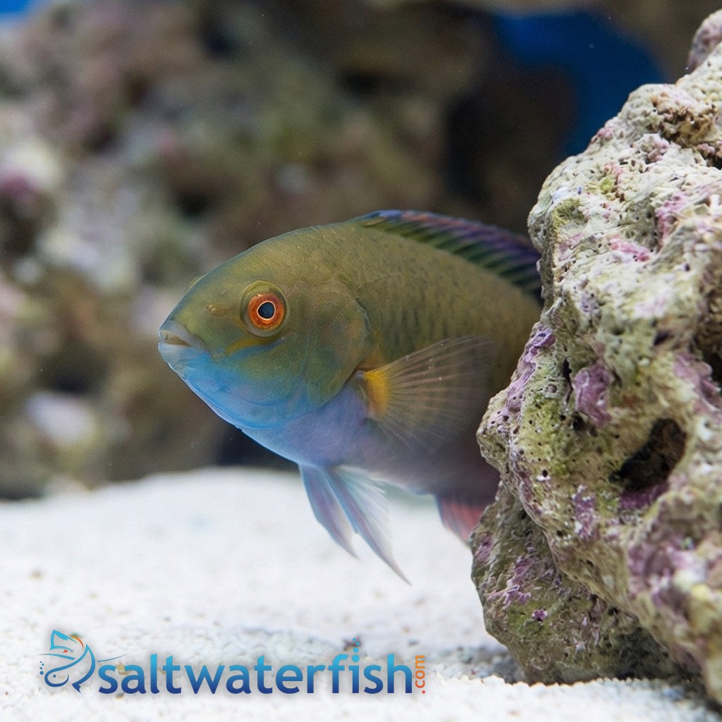 Blackfin Fairy Wrasse