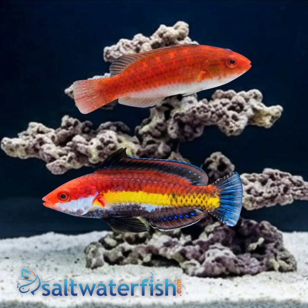 Naoko's Fairy Wrasse