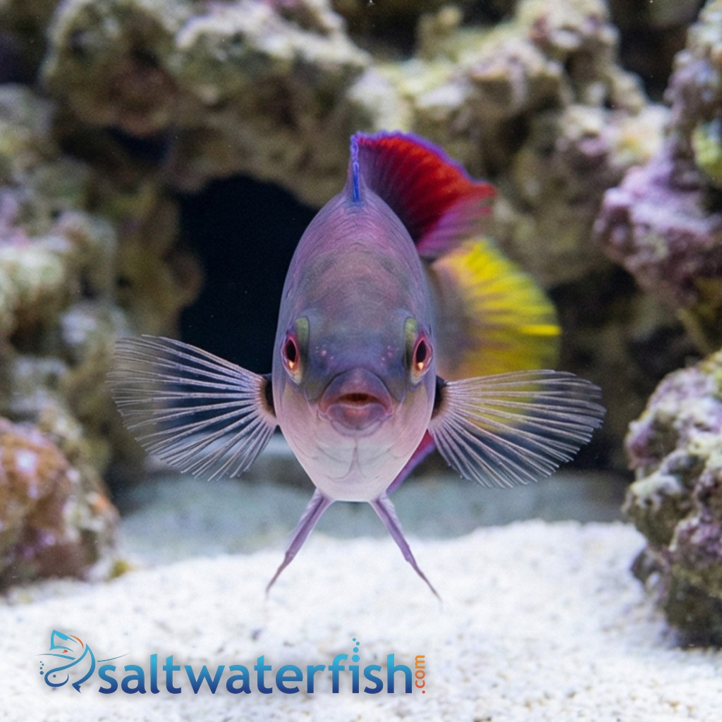 Dotted Fairy Wrasse